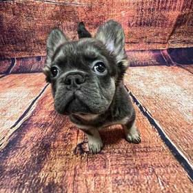 French Bulldog