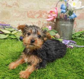 Yorkie
