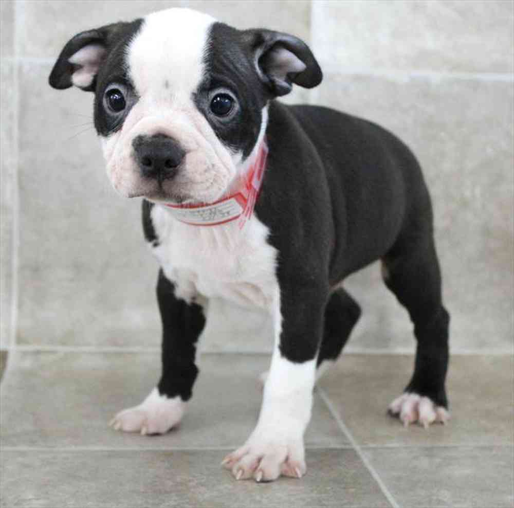 Image of a pet breed in the gallery