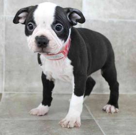 Boston Terrier