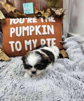 Shih Tzu