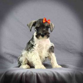 Mini Schnauzer