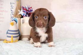 Dachshund