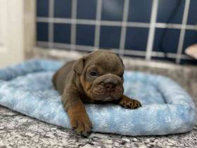 English Bulldog