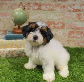Yorkie-Poo