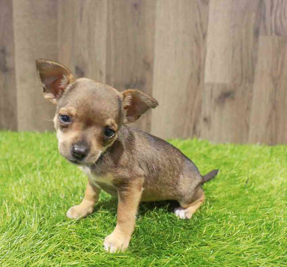 carousel pet images