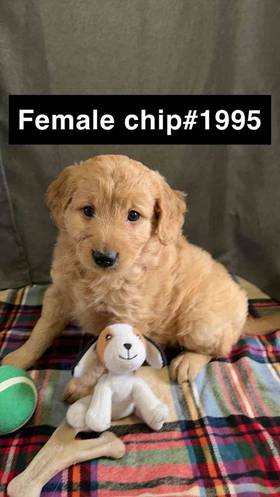 Mini Goldendoodle