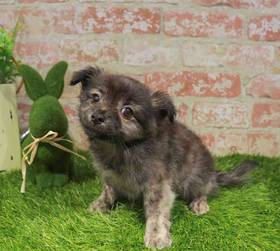 PomChi