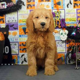 Mini Goldendoodle