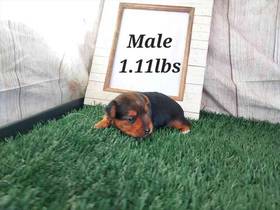 Yorkie