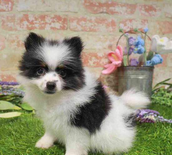 Pomeranian
