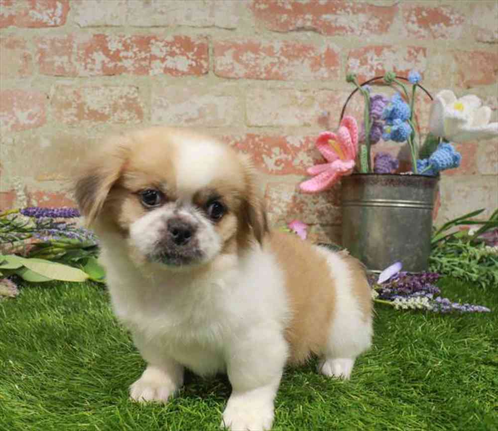 carousel pet images