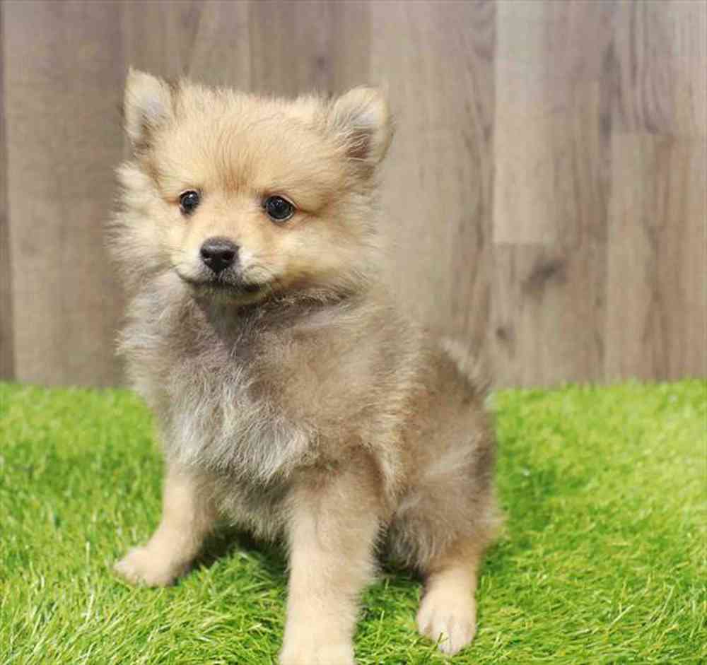 carousel pet images