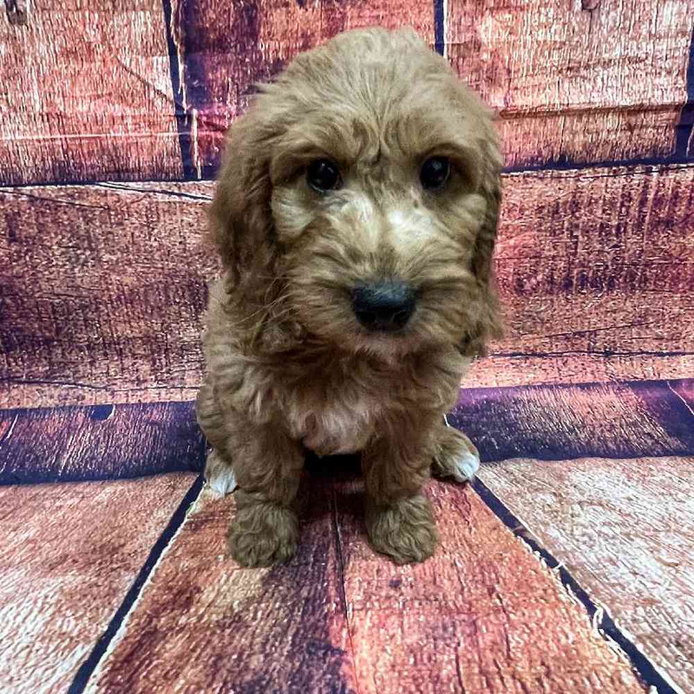 Image of a pet breed in the gallery