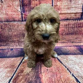 Goldendoodle