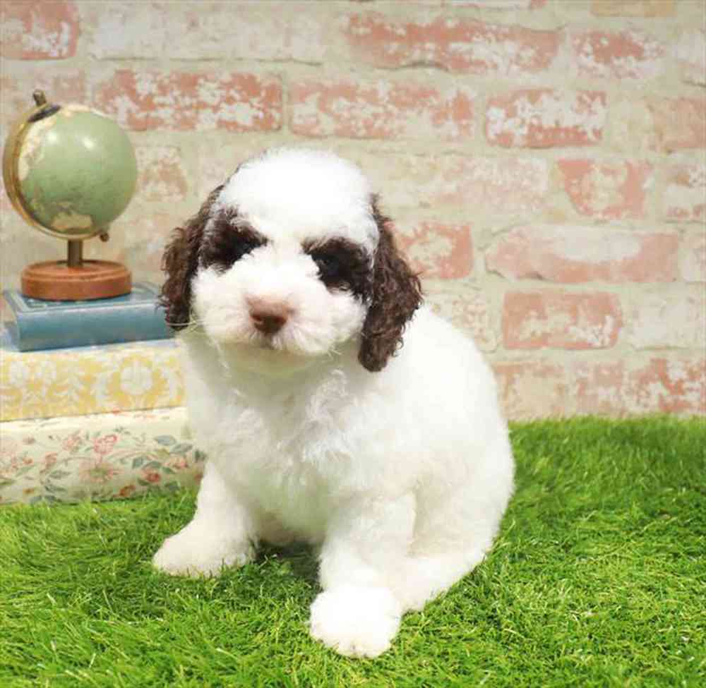 carousel pet images