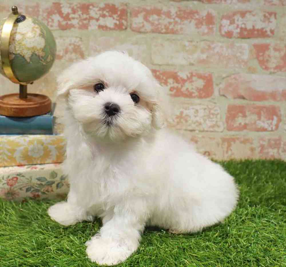 carousel pet images