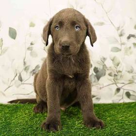 Labrador Retriever