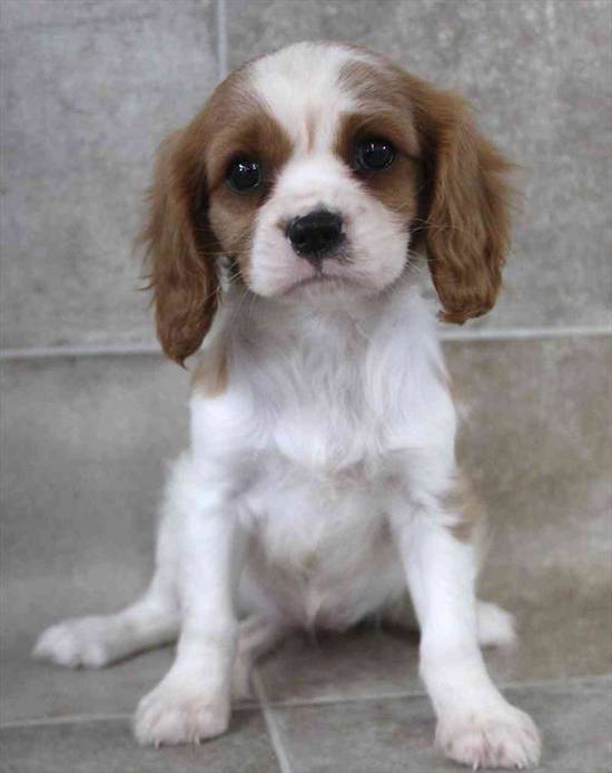 Cavalier King Charles Spaniel