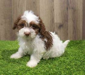 Havanese