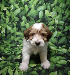 Morkie