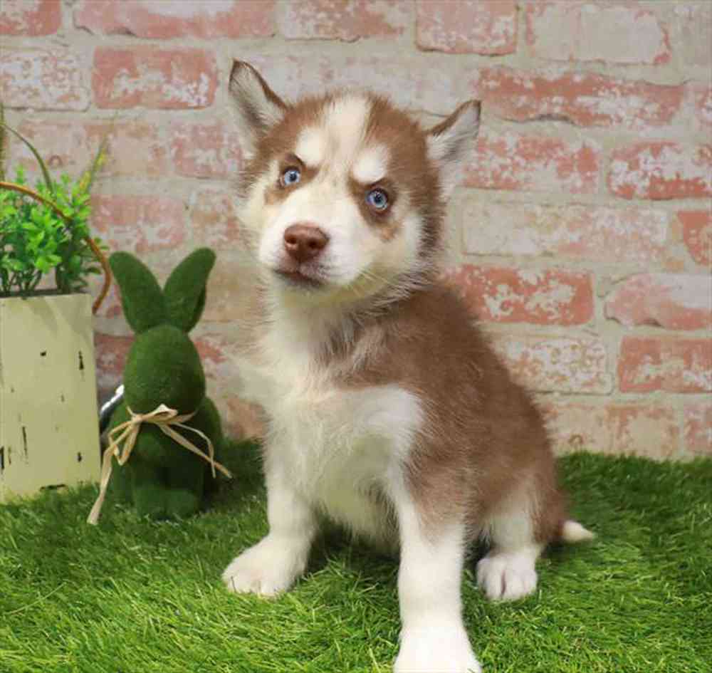 Image of a pet breed in the gallery