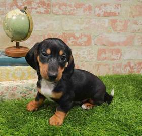 Dachshund