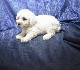 Bichon