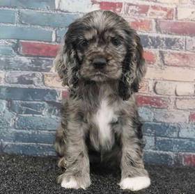 Cocker Spaniel