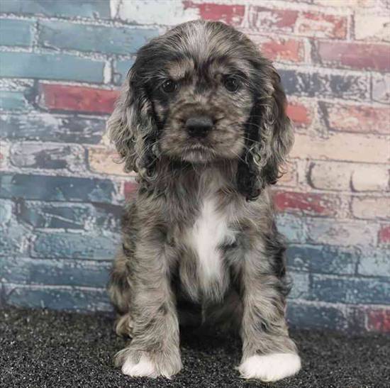 Cocker Spaniel
