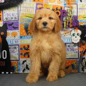 Mini Goldendoodle