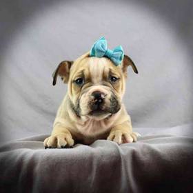 Victorian Bulldog