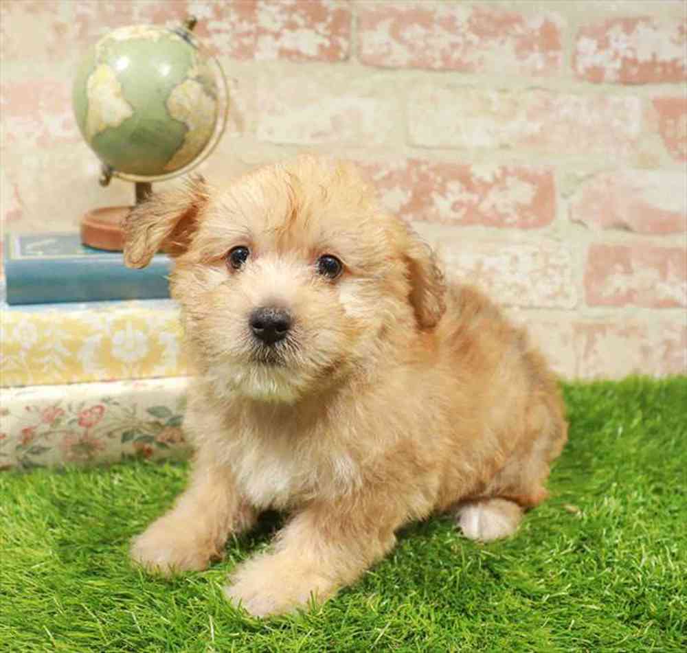carousel pet images