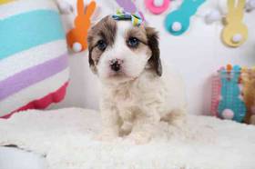 Doxiepoo