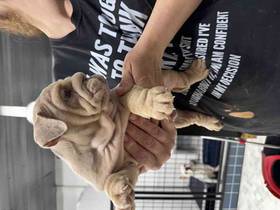 English Bulldog