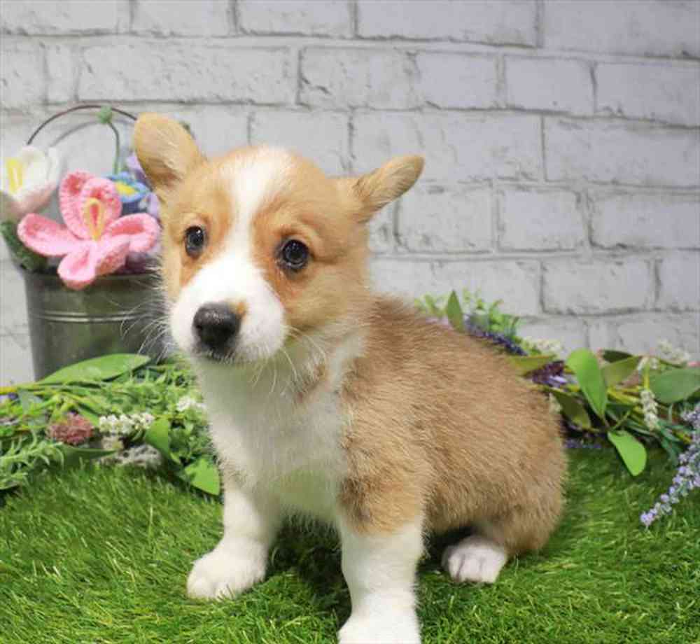 carousel pet images