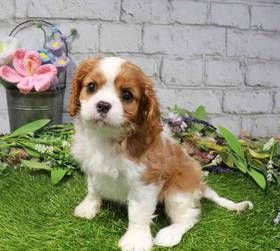 Cavalier King Charles Spaniel