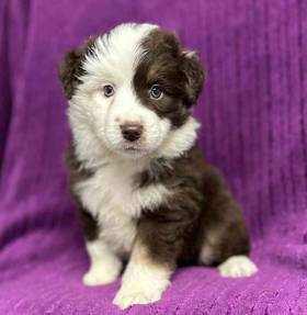 Miniature Australian Shepherd