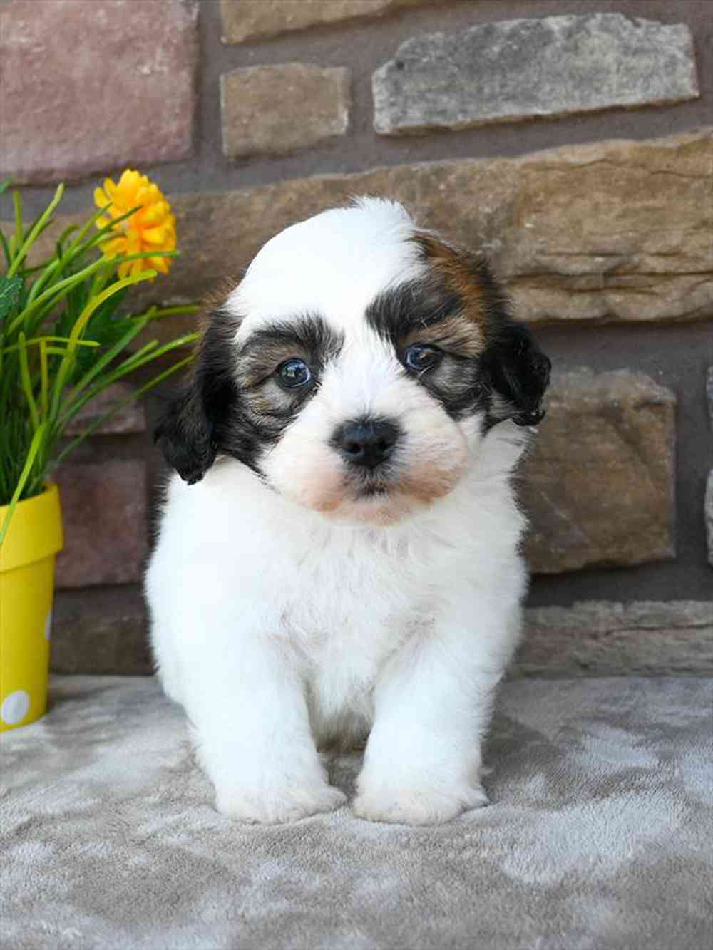carousel pet images