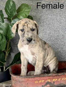 Great Dane