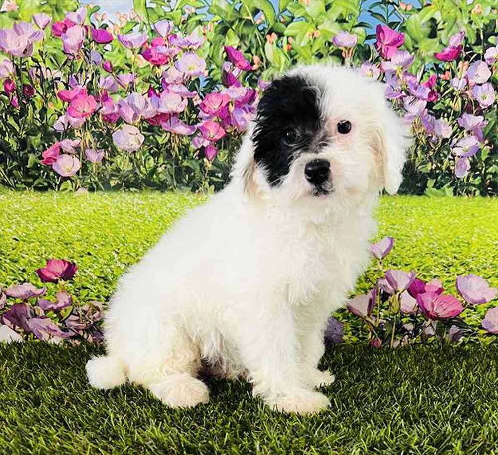 carousel pet images
