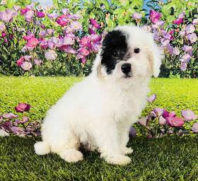 Mini Labradoodle