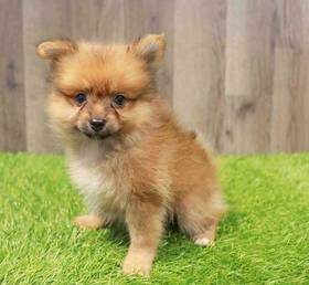 Pomeranian