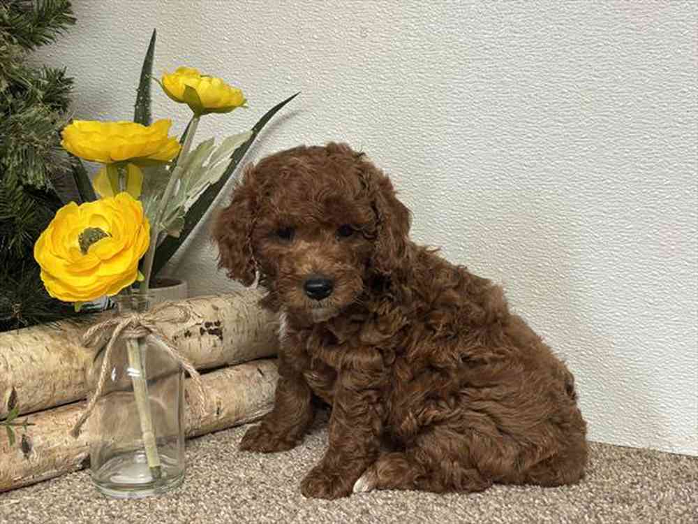 Image of a pet breed in the gallery