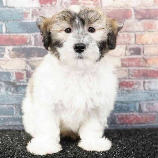 Coton De Tulear