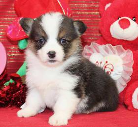 American Corgi