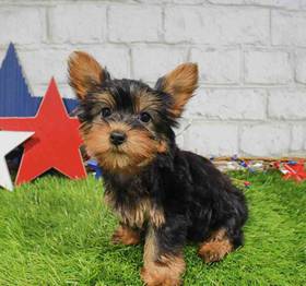 Silky Terrier
