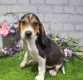 Beagle