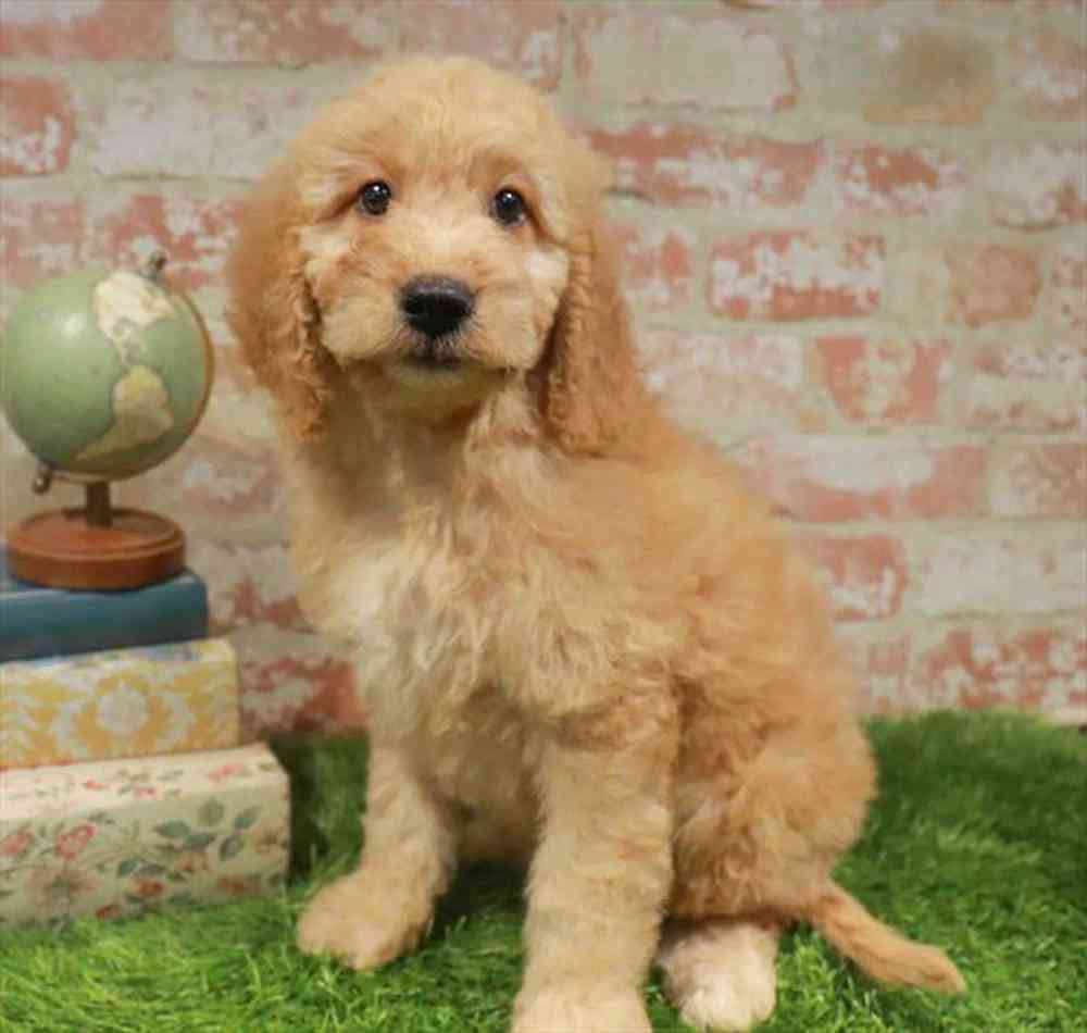 carousel pet images