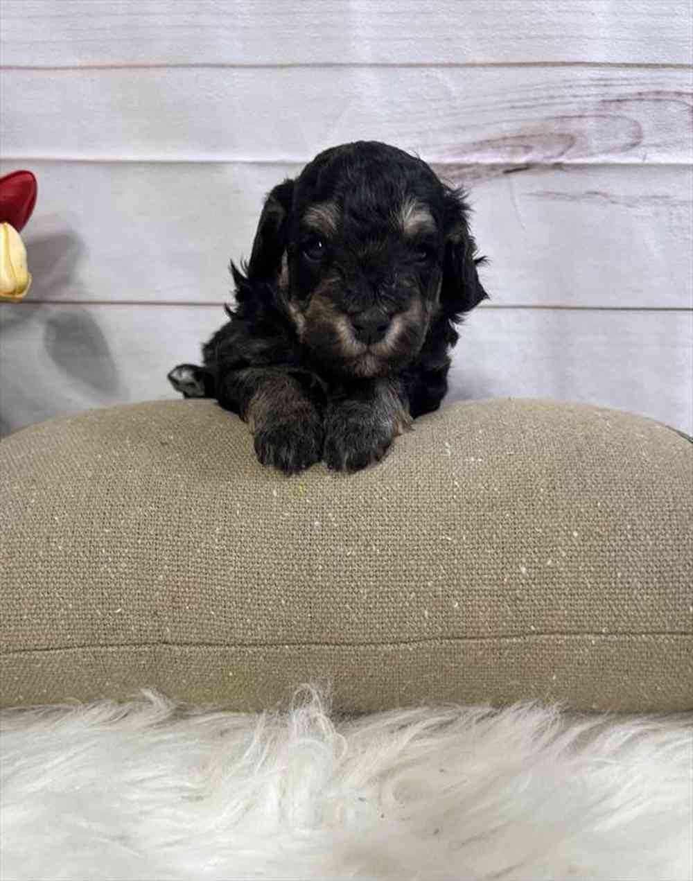 carousel pet images